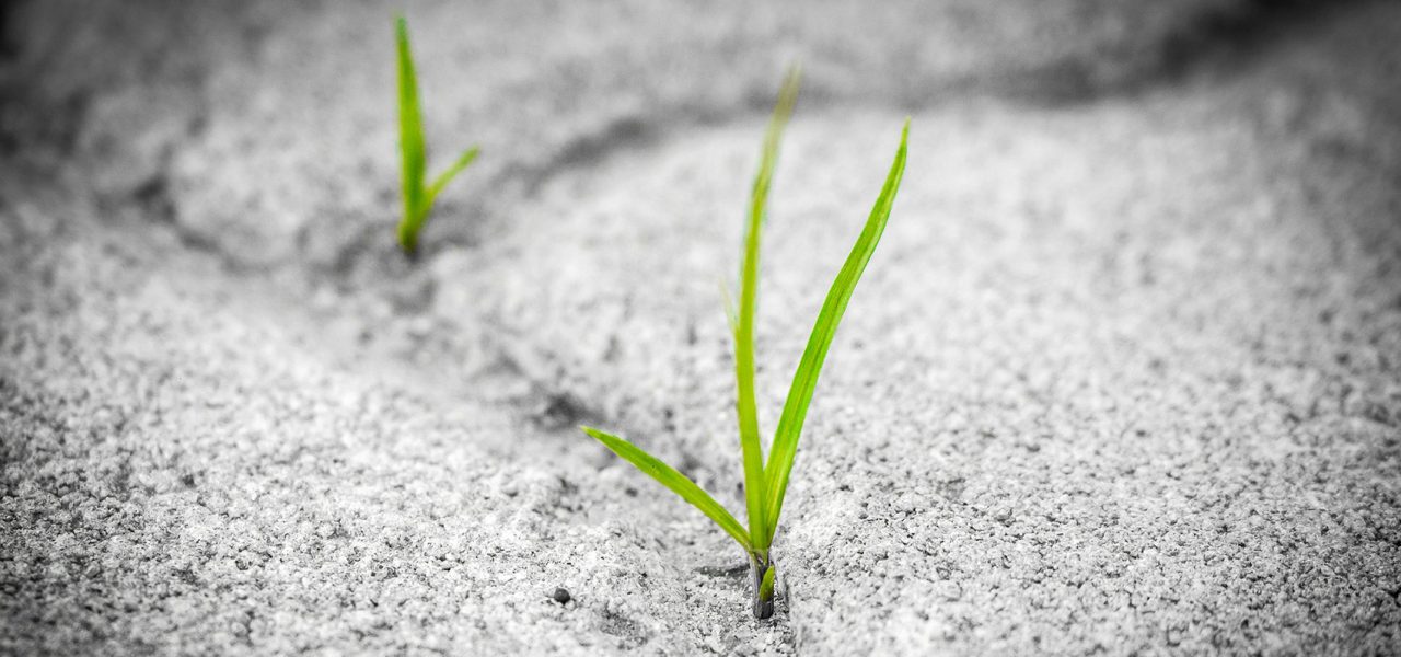 grass-1913167_1920